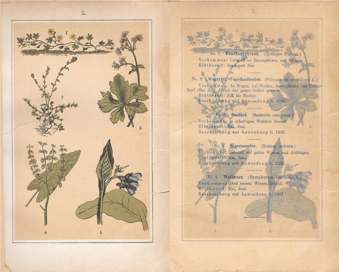 PflanzentafeI X. Piante officinali. Stampa 1903