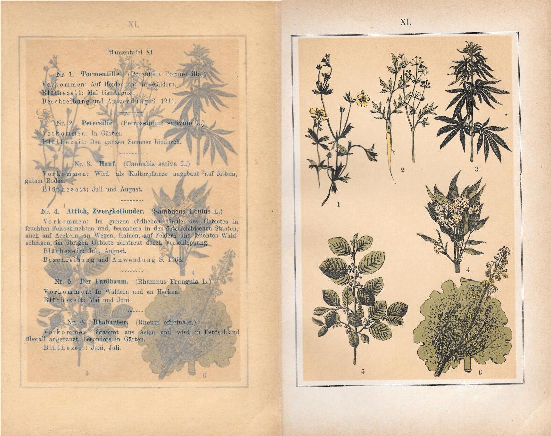 PflanzentafeI XI. Piante officinali. Stampa 1903