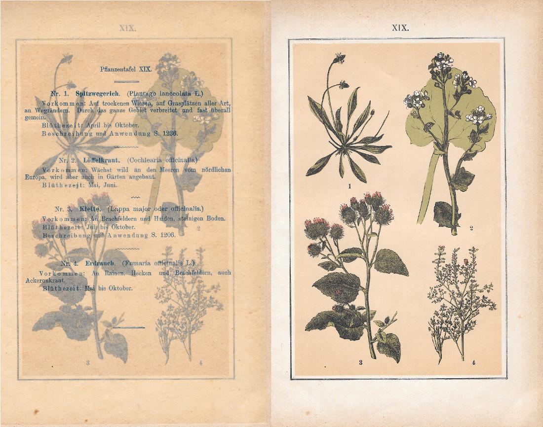 PflanzentafeI XIX. Piante officinali. Stampa 1903