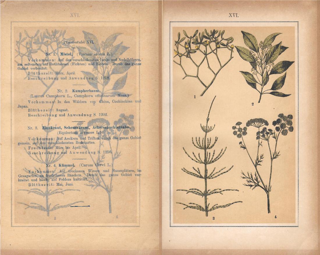 PflanzentafeI XVI. Piante officinali. Stampa 1903