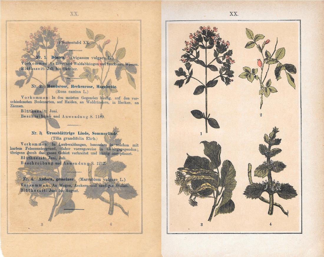 PflanzentafeI XX. Piante officinali. Stampa 1903