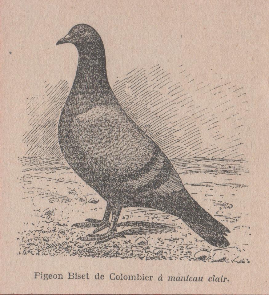 Pigeon Biset de Colombier à manteau clair. Stampa 1926