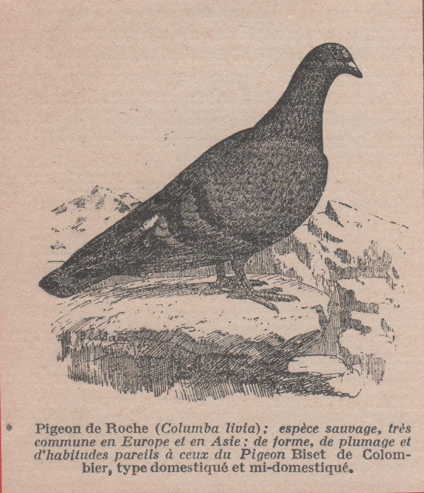 Pigeon de Roche (Columbus livia) espece sauvage. Stampa 1926