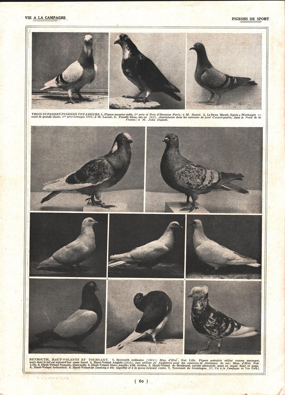 Pigeon de sports / Pigeons voyageurs. Stampa 1926