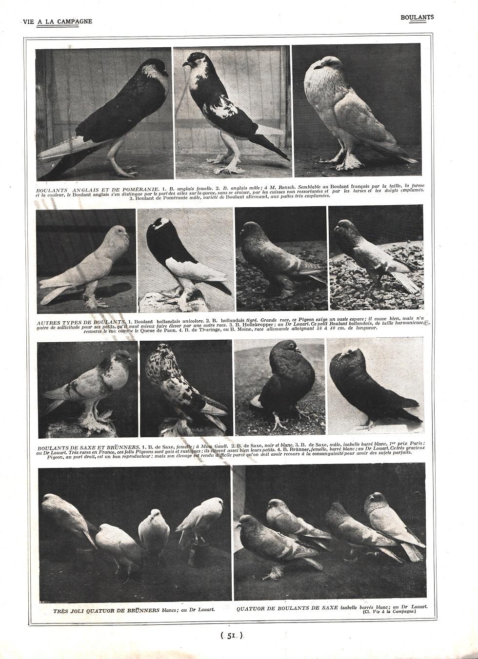 Pigeons Boulats / Pigeons Hirondelle et Paons. Stampa 1926