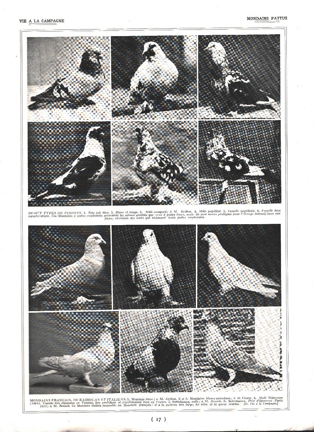 Pigeons Mondains Pattus / Pigeons Gazzi, Magnani, Shietti. Stampa 1926