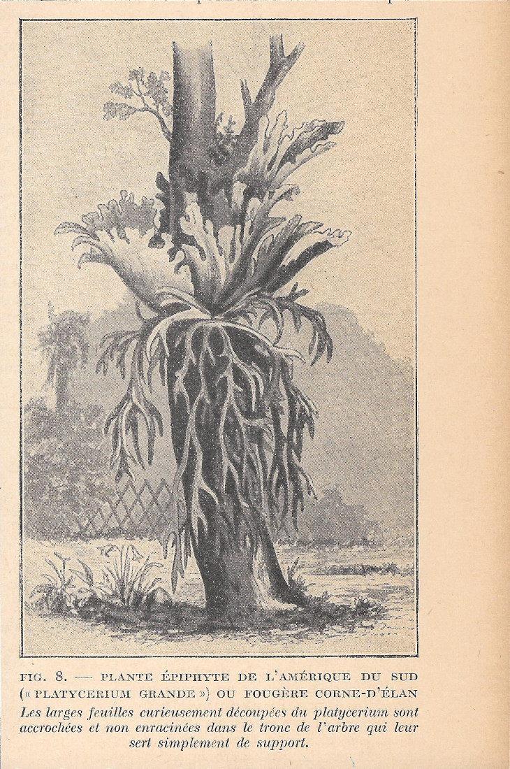 Plante épiphyte de l'Amerique du sud (Platycerium grande) - Immagine …