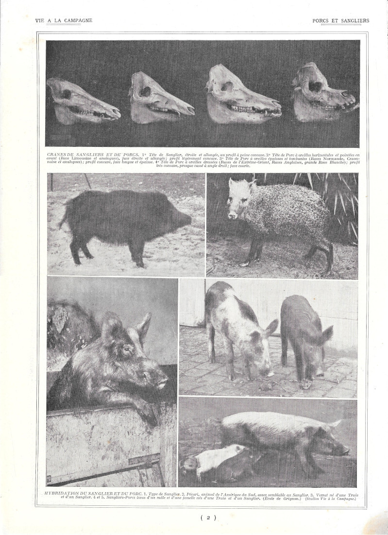 Porcs et sangliers - Immagine 1928