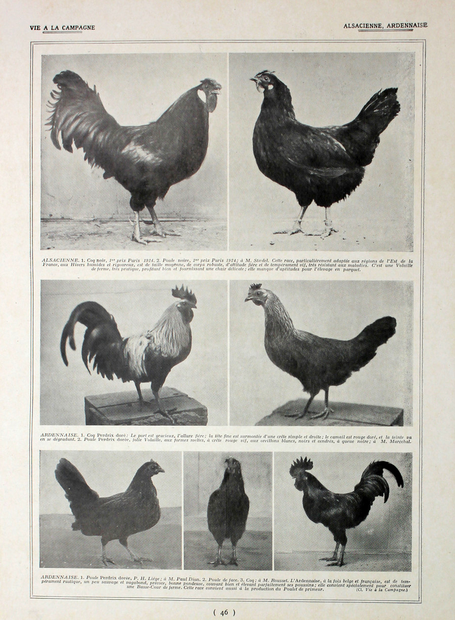 Poules Alsacienne, Ardennaise/ Races regionales. Fronte/retro. Immagine 1927