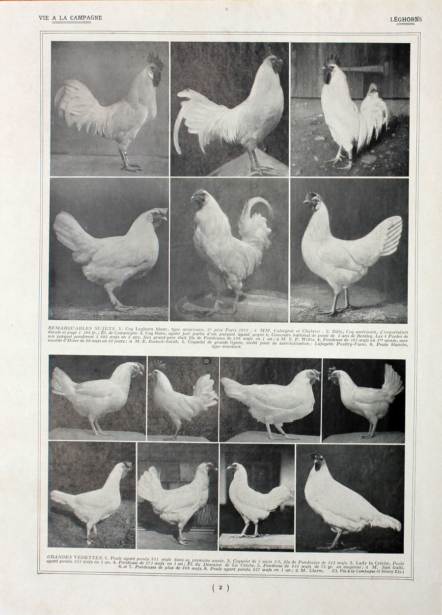 Poules leghorns/Races de grand avenir. Fronte/retro. Immagine 1927