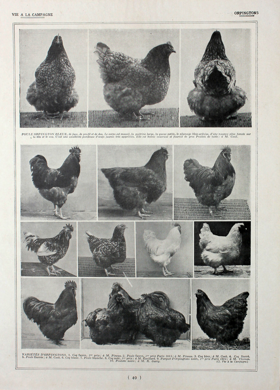 Poules Orpigtons/ Races a aptitudes mixtes. Fronte/retro. Immagine 1927
