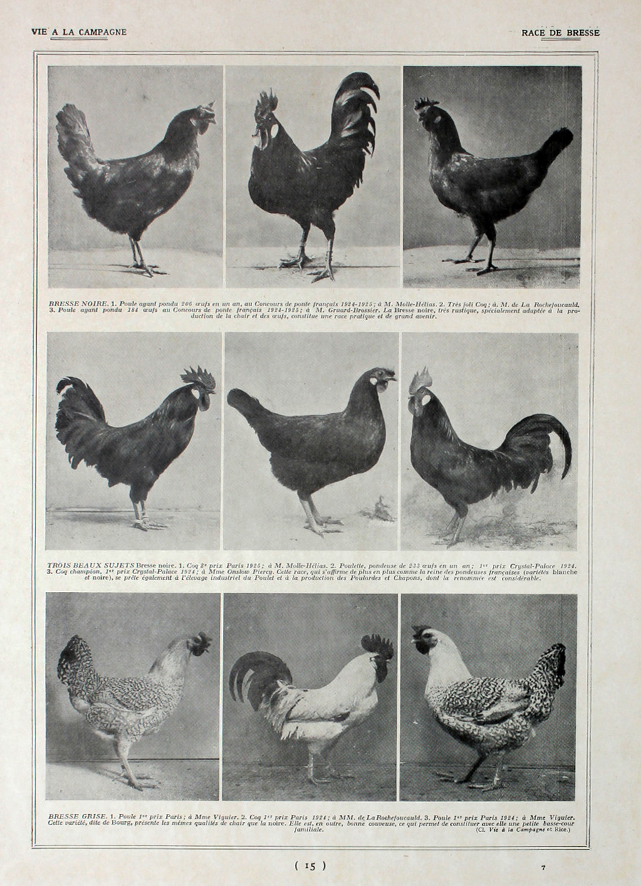 Poules: race de Bresse/ Bresse et Gatinaise. Fronte/retro. Immagine 1927