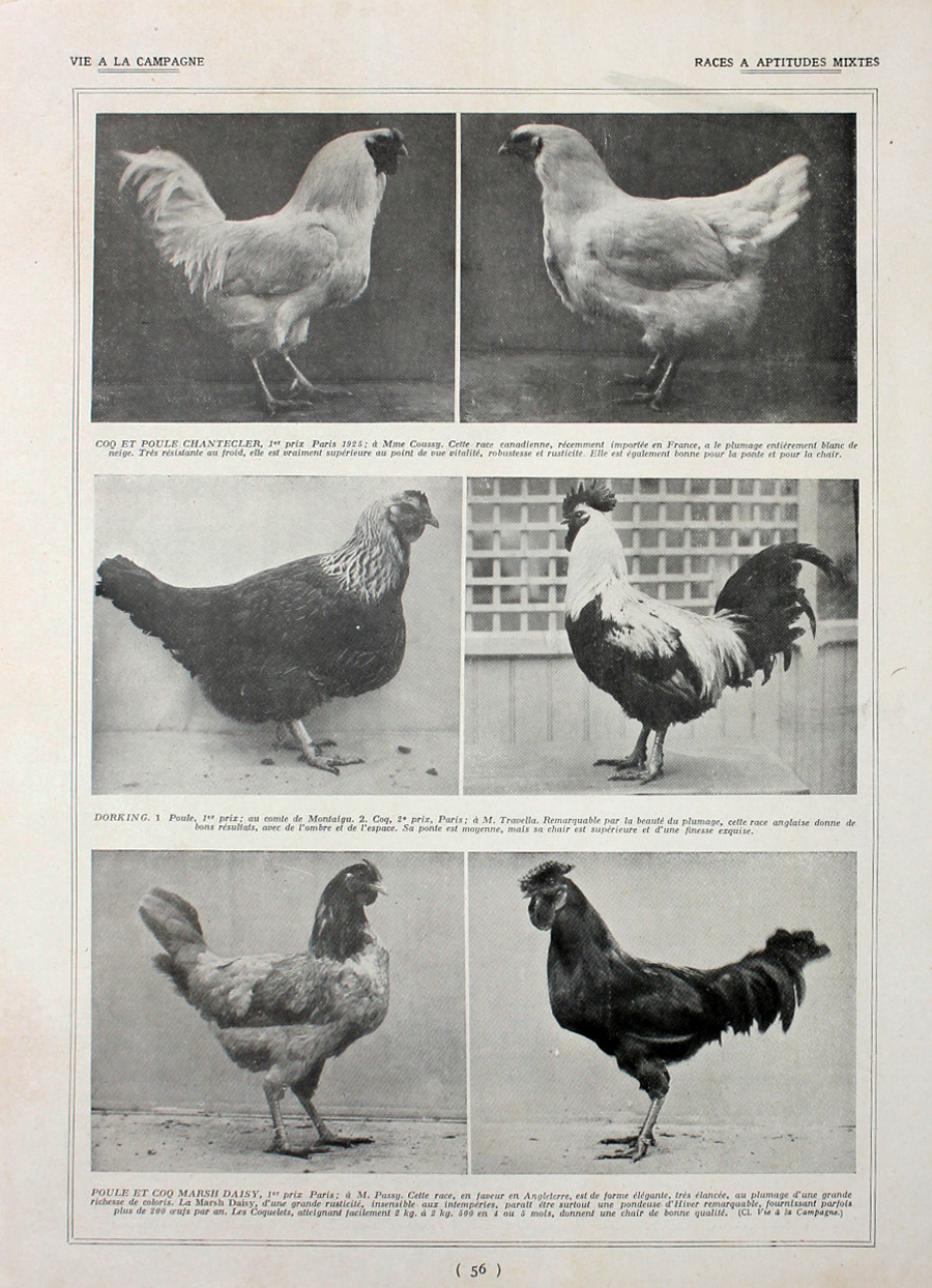 Poules: races a aptituds mixtes. Fronte/retro. Immagine 1927