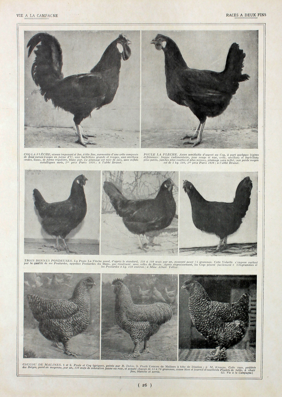 Poules: races a deux fin/Faverolles et Bourbonnais. Fronte/retro. Immagine 1927
