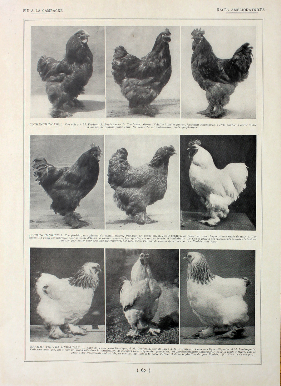 Poules: races amelioratrices. Fronte/retro. Immagine 1927