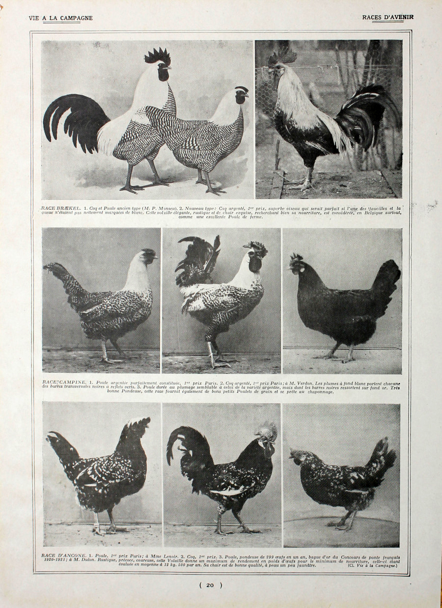 Poules: races d'avenir/Poules Gatinaise. Fronte/retro. Immagine 1927