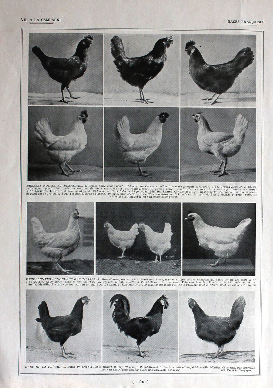 Poules, races francaises / Pigeons et lapins. Immagine 1926