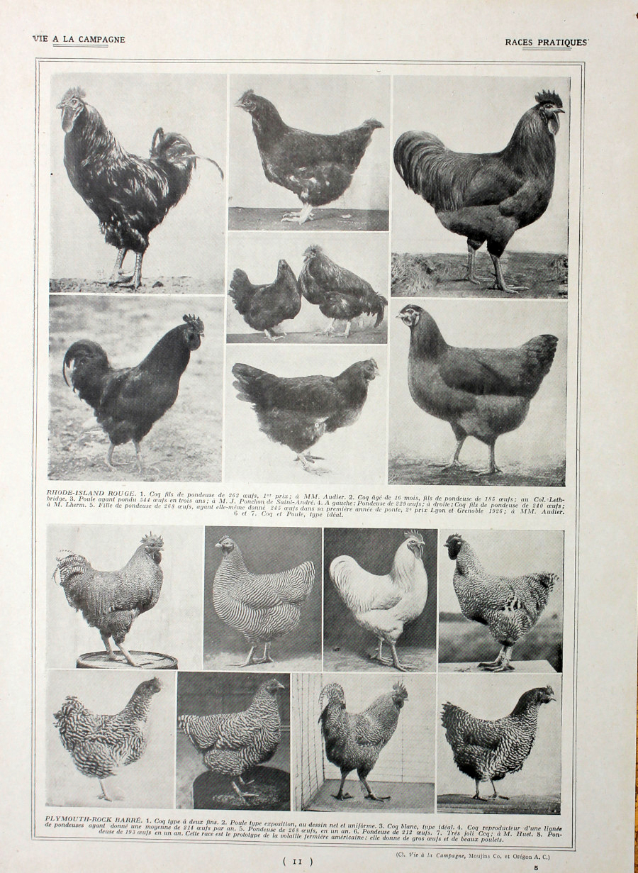 Poules: races paratiques/ Sussex et Australore. Fronte/retro. Immagine 1927