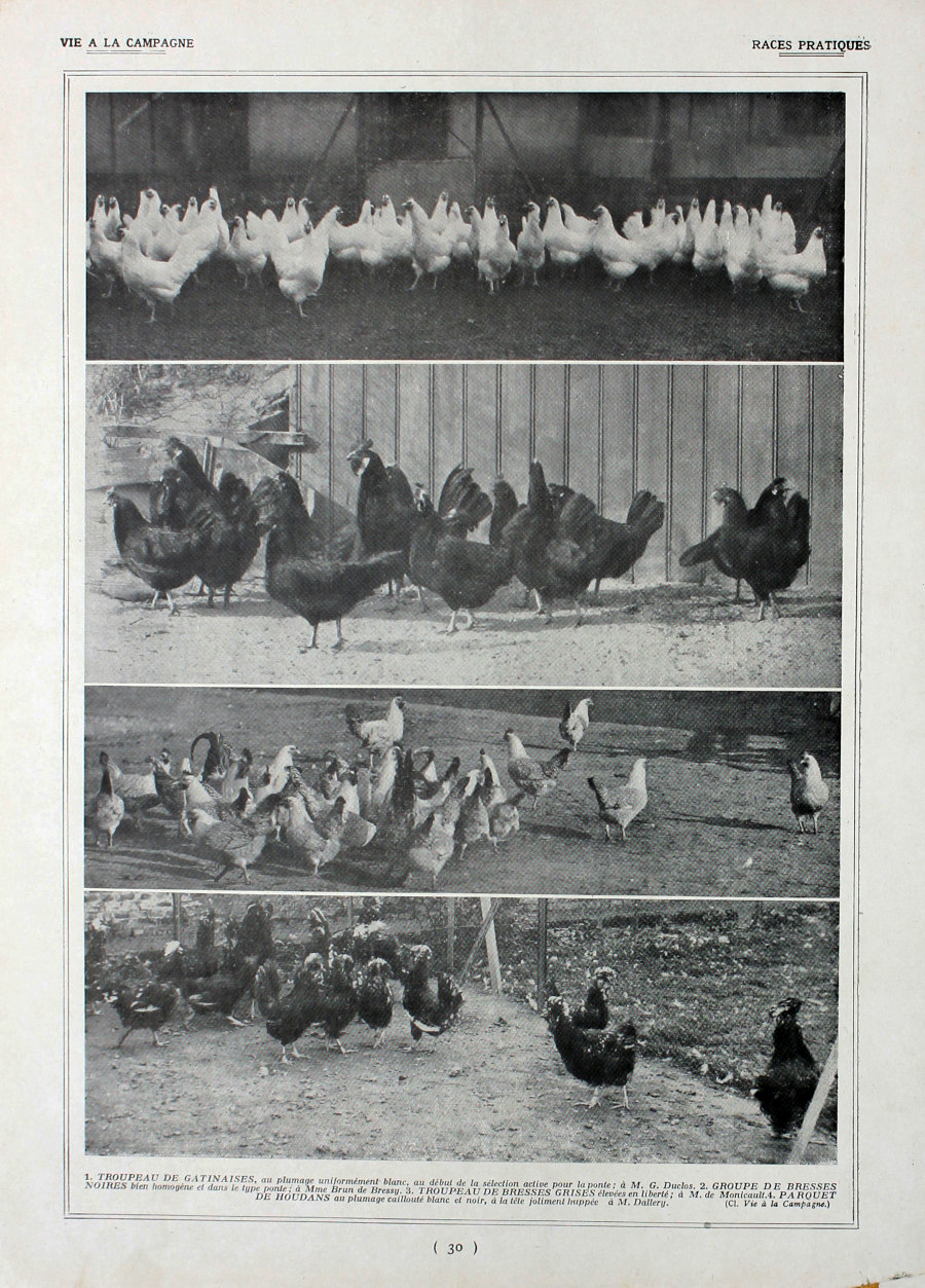 Poules: races pratiques/Races francaises. Fronte/retro. Immagine 1927