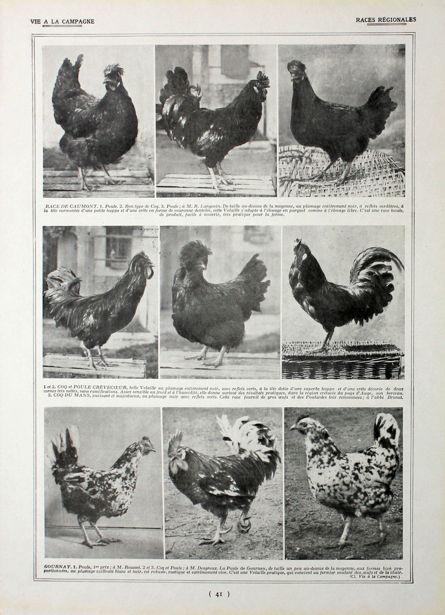 Poules: races regionales. Fronte/retro. Immagine 1927
