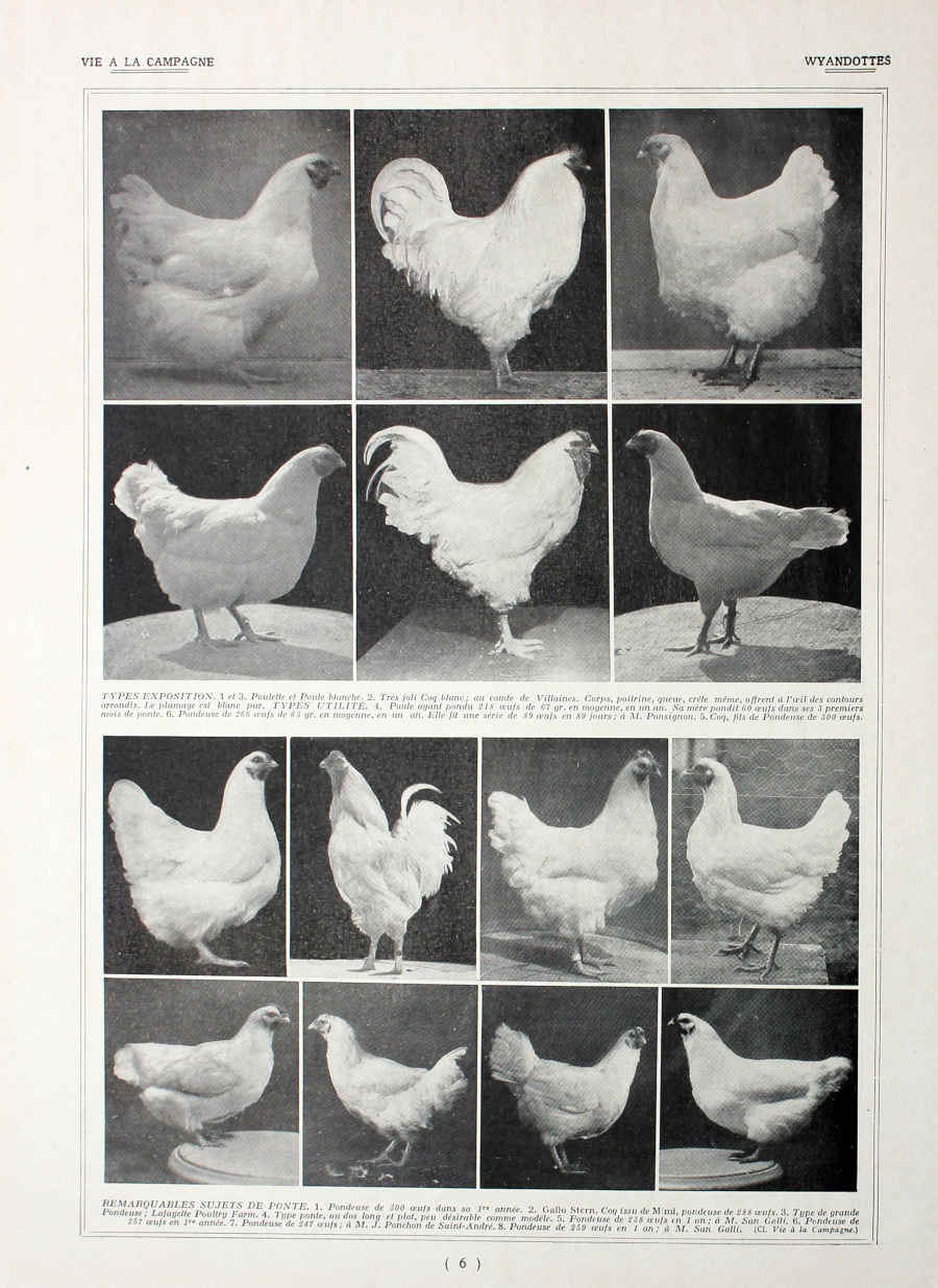 Poules Wyandottes/ Leghorns et Wyandottes. Fronte/retro. Immagine 1927