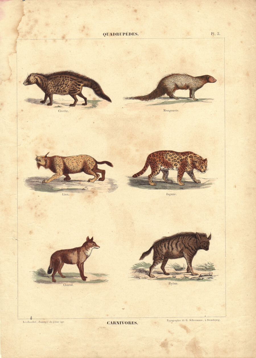 Quadrupedes. Carnivores. Stampa 1860