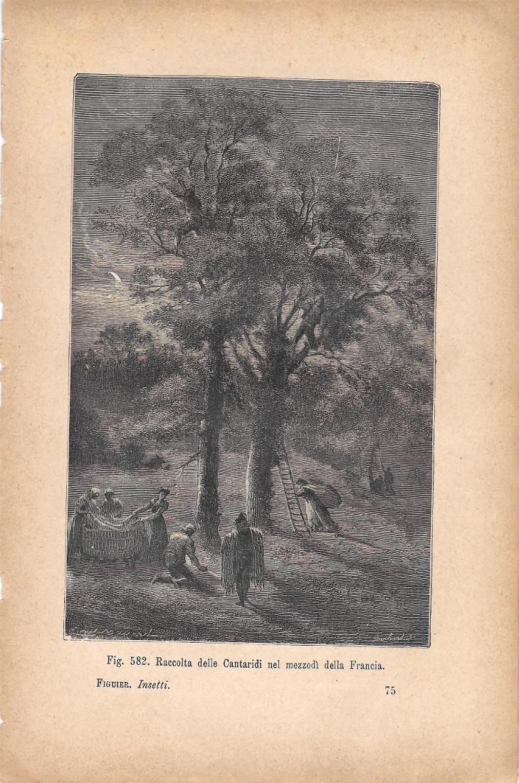 Raccolta delle Cantaridi nel mezzodì della Francia. Stampa 1893