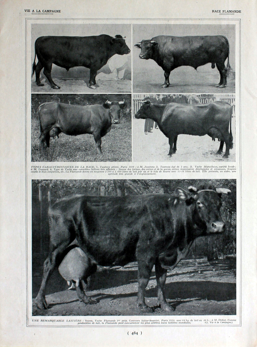 Race flamande (betail). Immagine 1926