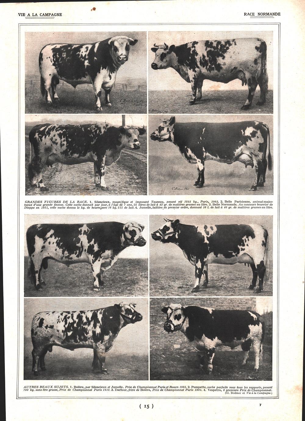Race Normande / Vaches Normandes. Stampa 1924
