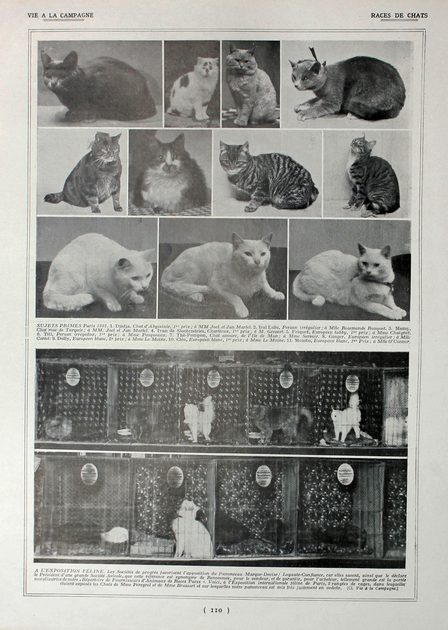 Races de chats. Fronte/retro. Immagine 1927