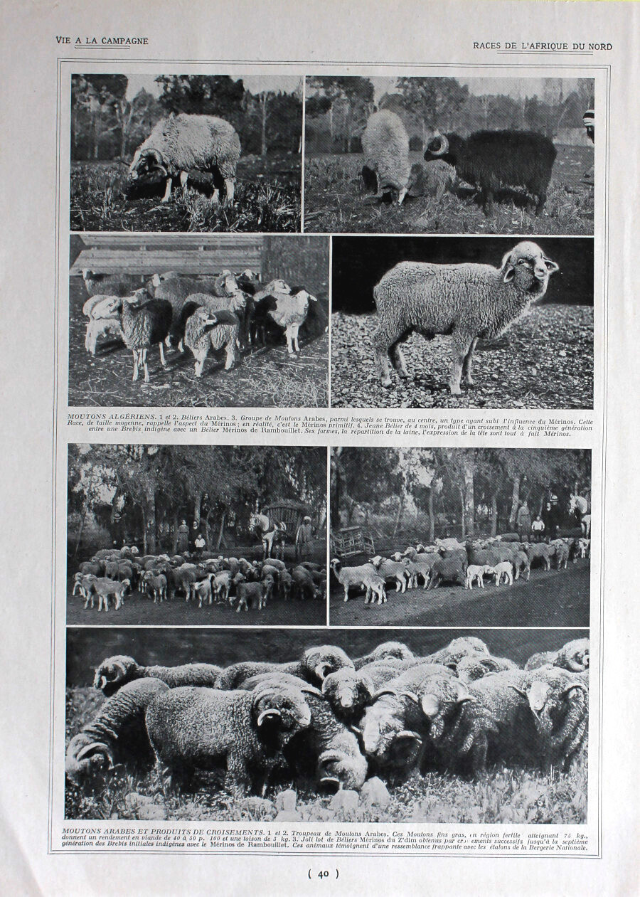 Races de l'Afrique du Nord / Moutons africais. Immagine 1926