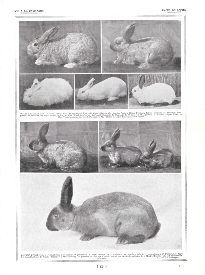 Races de Lapins / Laiterie Beurrerie - Immagine 1928