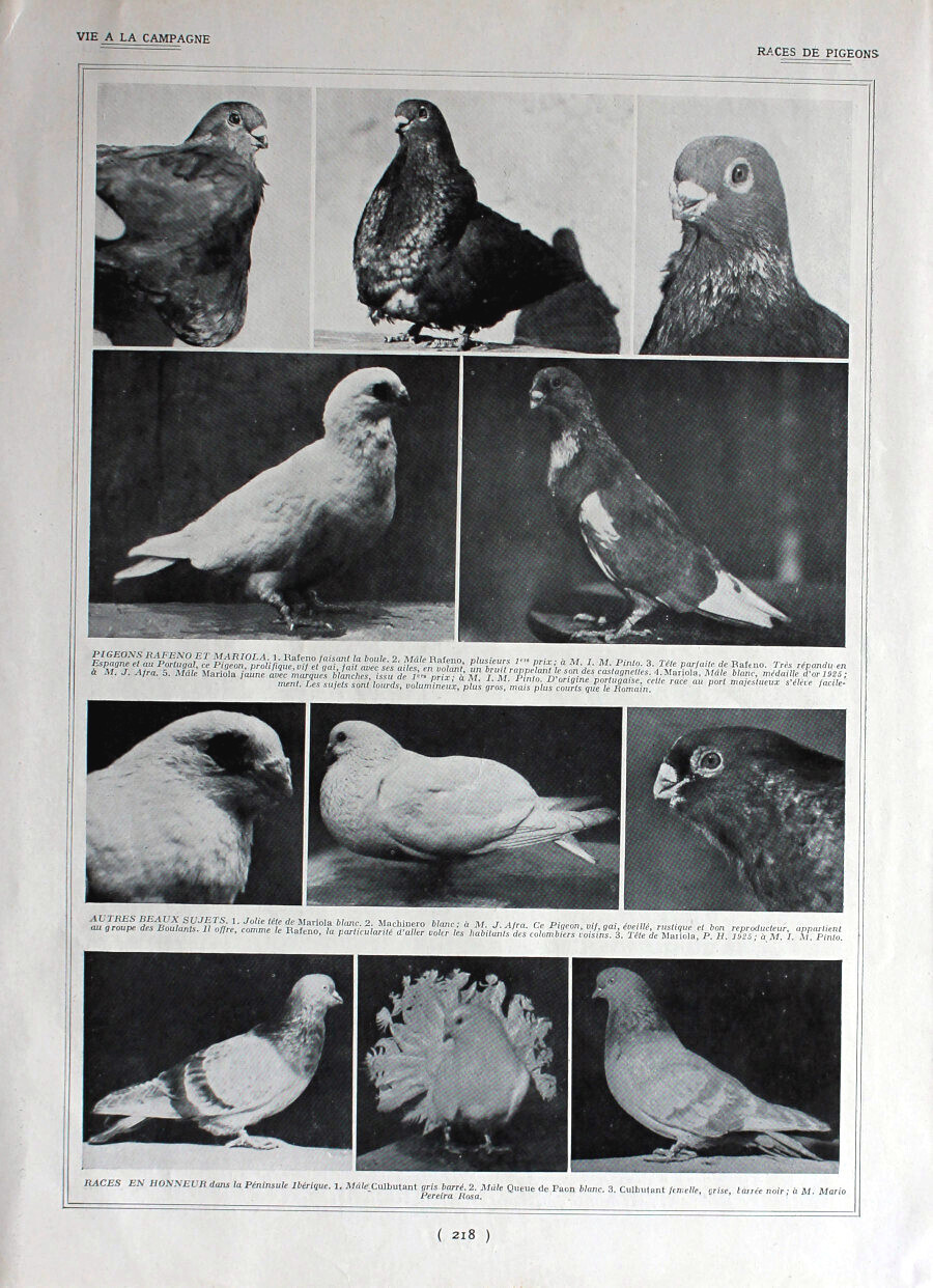 Races de pingeons / Chiens Boxer. Immagine 1926