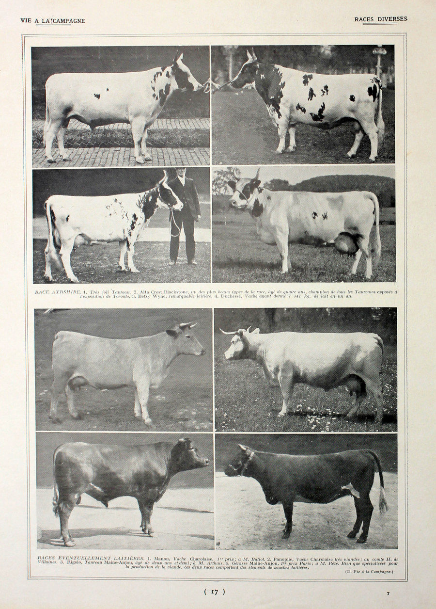 Races diverses/Race Hollandaise. Fronte/retro. Immagine 1927