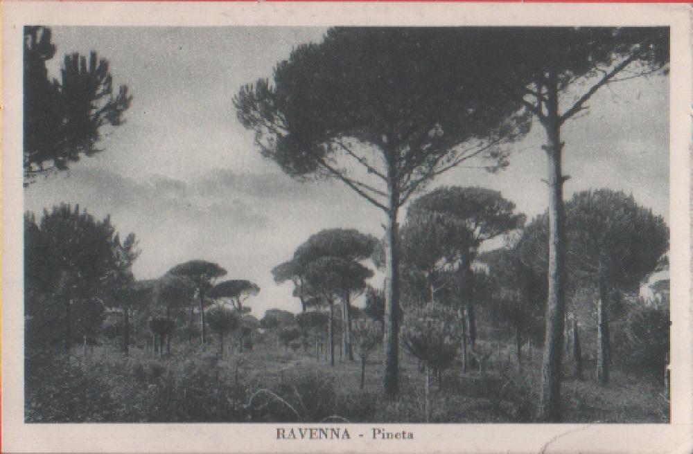 Ravenna. Pineta. Non viaggiata