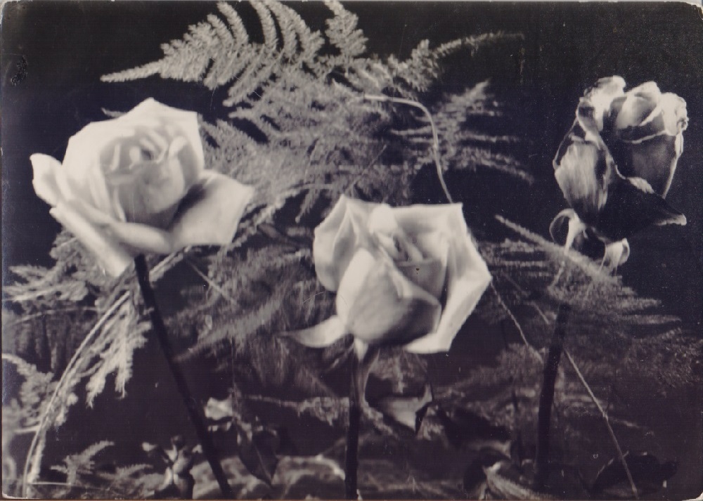 Rose con asparago. Viaggiata