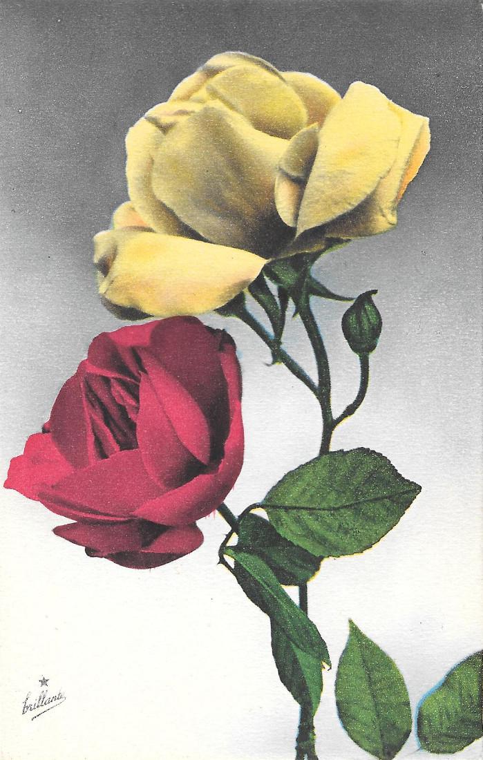 Rose gialla e rossa. Non viaggiata, originale