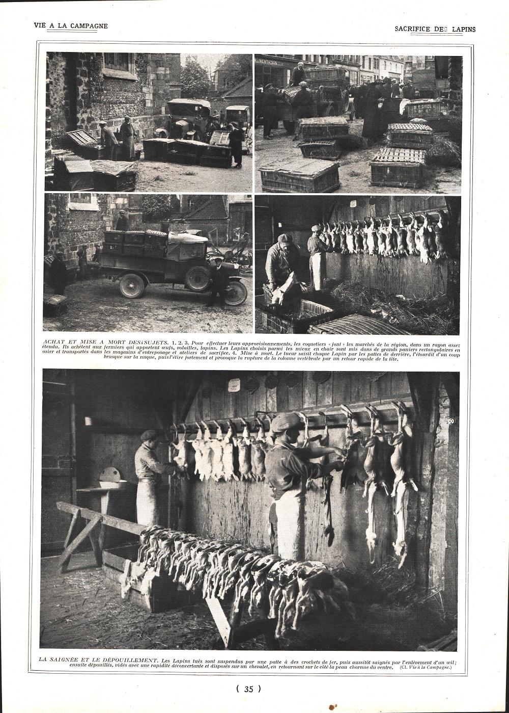 Sacrifice des lapins / Emballage des lapins. Stampa 1924