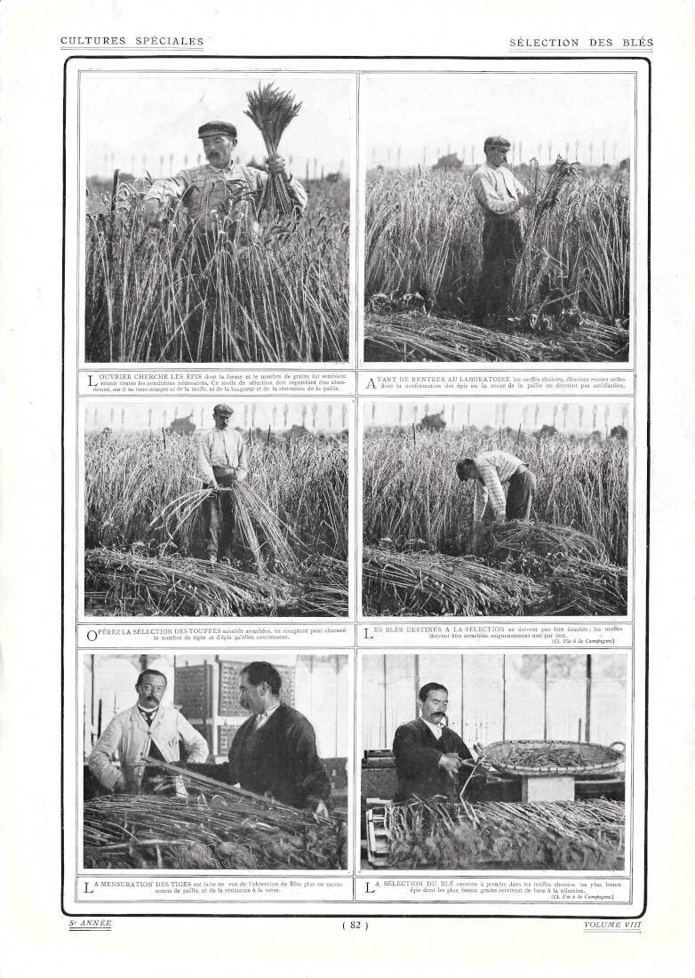 Sélection des Blés / Semis de Cyclamens - Immagine 1910