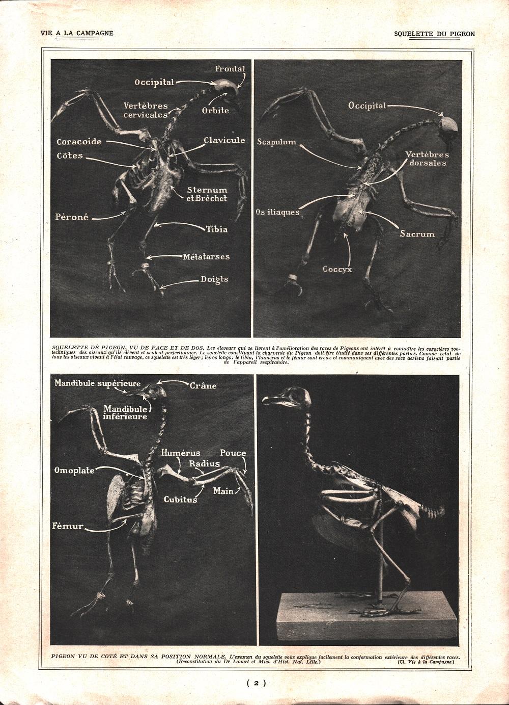 Squelette du pigeon / Pigeons corieux. Stampa 1926