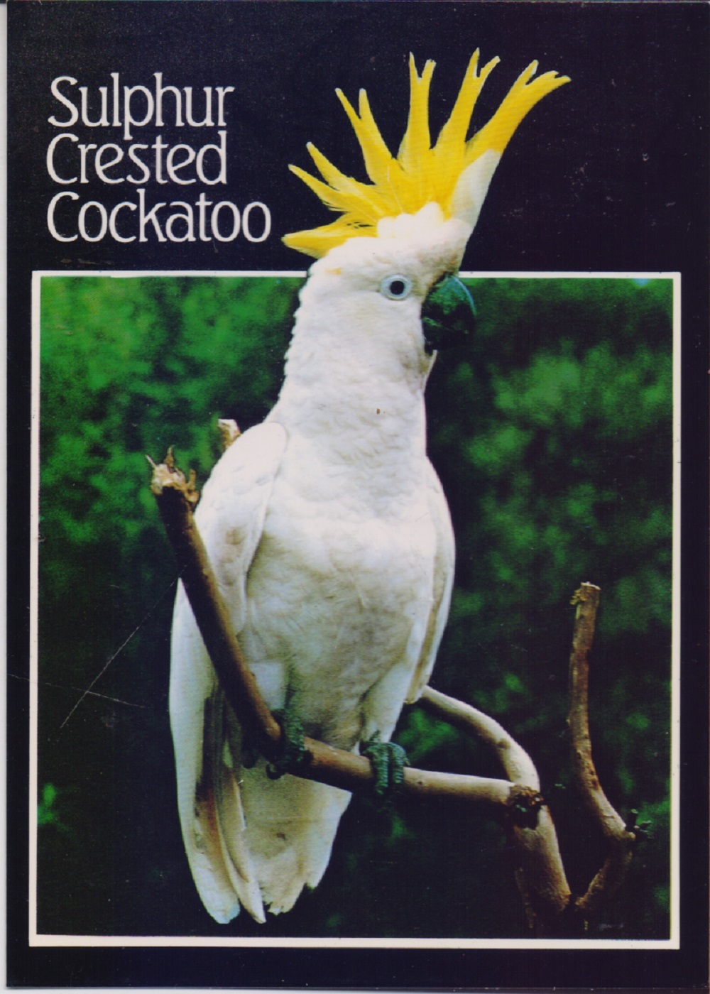 Sulphur crested cockatoo. Non viaggiata