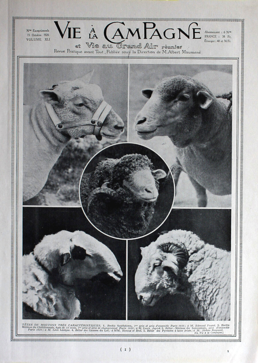 Tete de moutons tres caracteristiques / Races locales. Immagine 1926