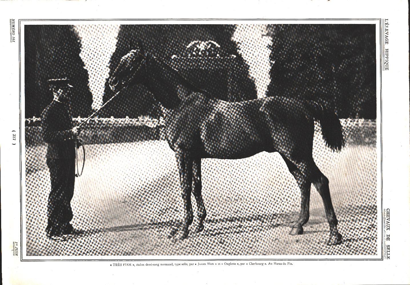 Très Fier, étalon demi-sang normand, type selle. Au Haras du …