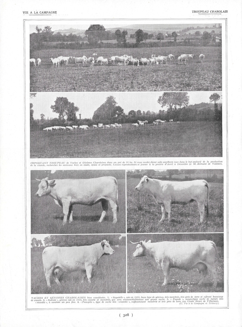 Troupeau Charolais - Immagine 1924