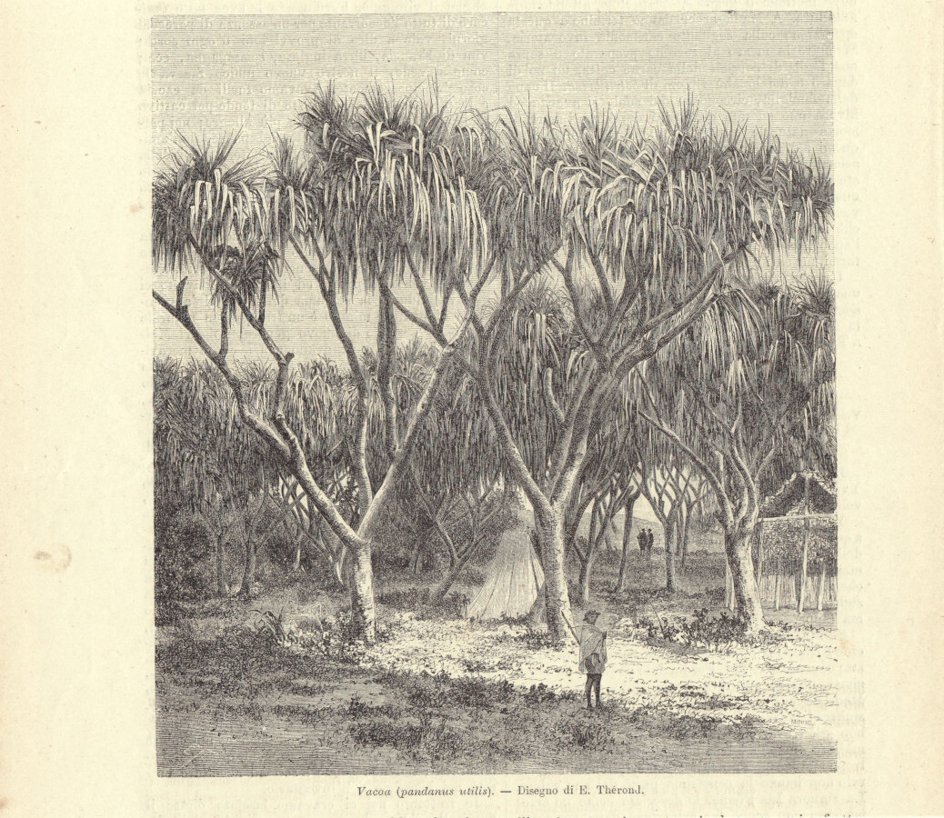 Vacoa (Pandanus utilis) (Madagascar). Illustrazione 1864