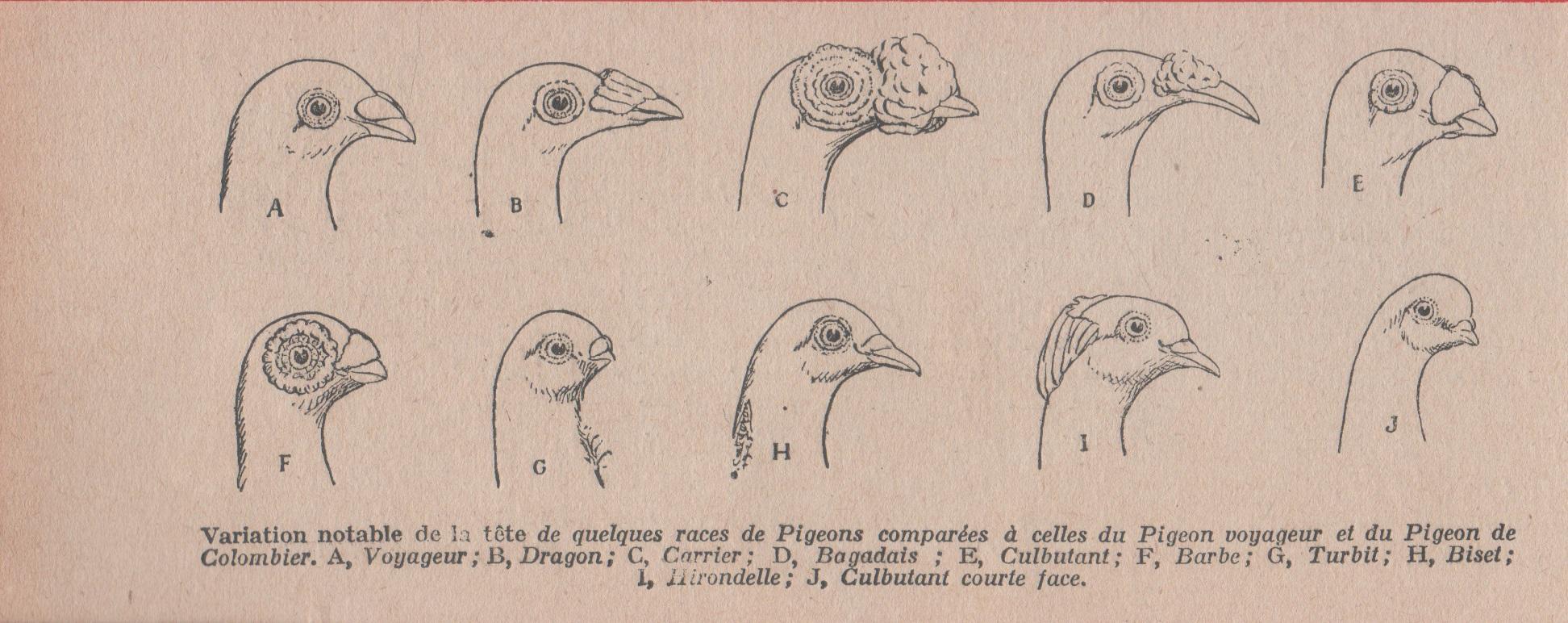 Varation notable de la tete de quelques races de Pigeons …