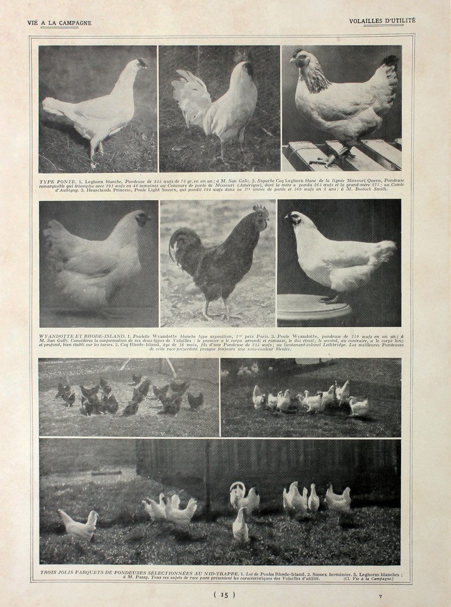 Volailles d'utilite/Races de poules. Fronte/retro. Immagine 1927
