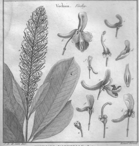 Tableau encyclopédique et méthodique des trois règnes de la nature …