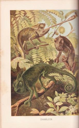 Brehms Tierleben. Allgemeine kunde des Tierreichs - Kriechtiere und Lurche …