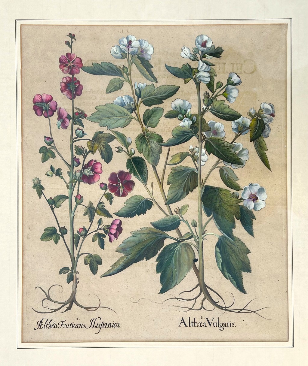 Althea Fruticans Hispanica, Althaea Vulgaris